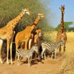 Embark on the Ultimate East Africa Adventure: Safari, Culture, and Wildlife Exploration