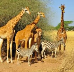 Embark on the Ultimate East Africa Adventure: Safari, Culture, and Wildlife Exploration